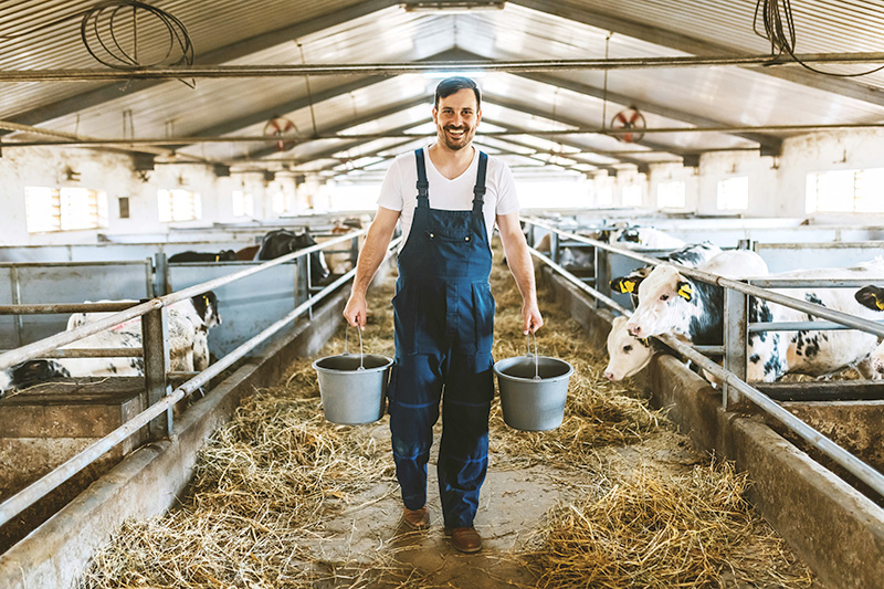 Die Suche nach dem idealen Kuhpfleger/Melker – Ein Leitfaden für deutsche Unternehmen